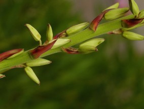 鹿子花卉的魅力与宁德花卉市场的探索宁德花卉基地